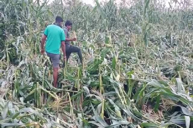 Crops of hundreds of farmers destroyed due to unseasonal rains