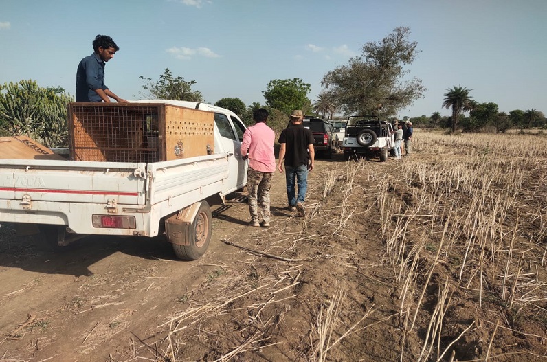 Special rescue team arrived from Africa and caught Ovan Cheetah by running the operation