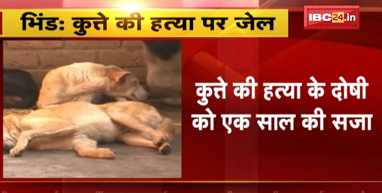 कुत्ते के हत्या को मिली सजा। भिंड में कोर्ट ने आरोपी को सुनाई 1 साल की सजा, 4 साल पहले की थी कुत्ते की हत्या। देखिए..
