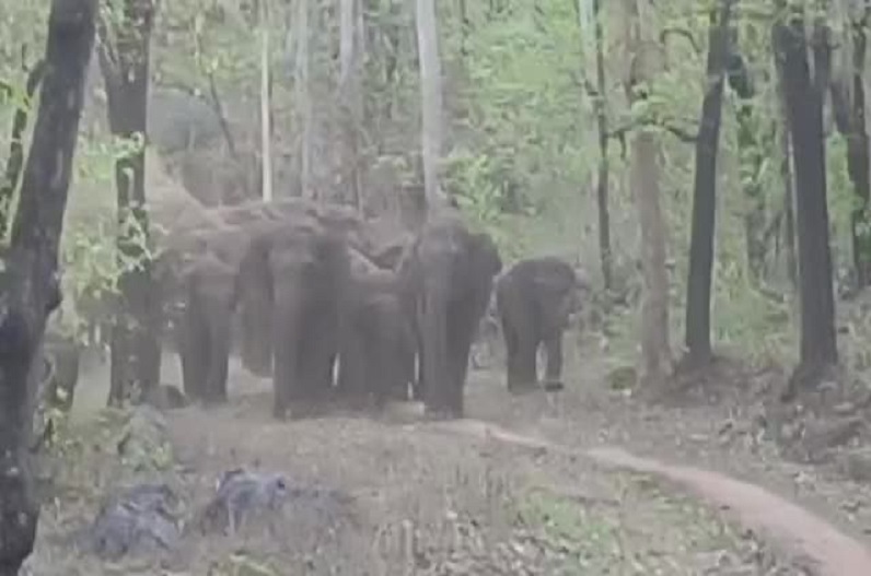 Elephants created havoc in the village and damaged the crops of the farmers