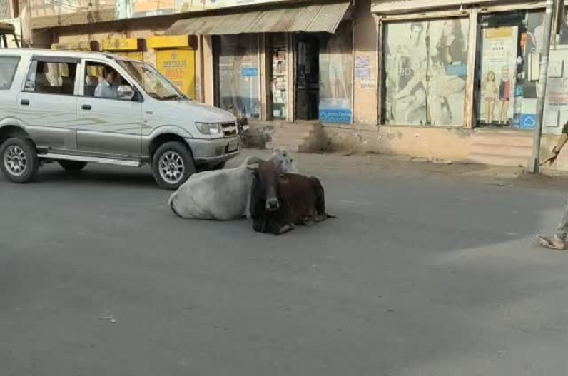 If stray cattle are seen on the roads, the municipality will be blamed for accidents