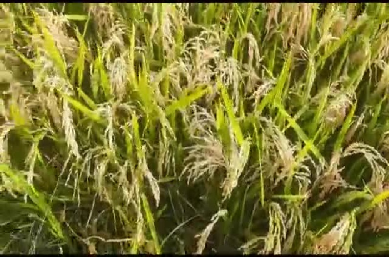 Hundreds of acres of standing paddy crop wasted due to unknown disease