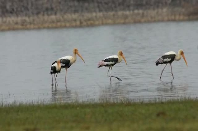 Painted stork birds included in the red list, migratory birds encamped