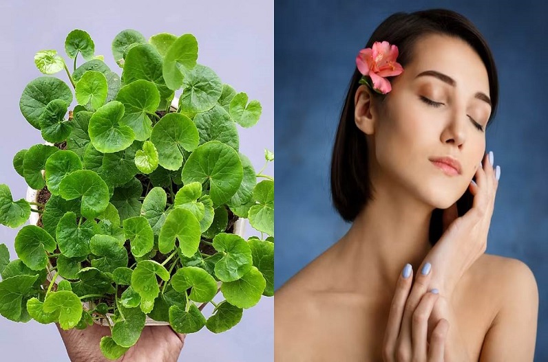 Gotu Kola Ayurvedic Herb Beneficial For Skin