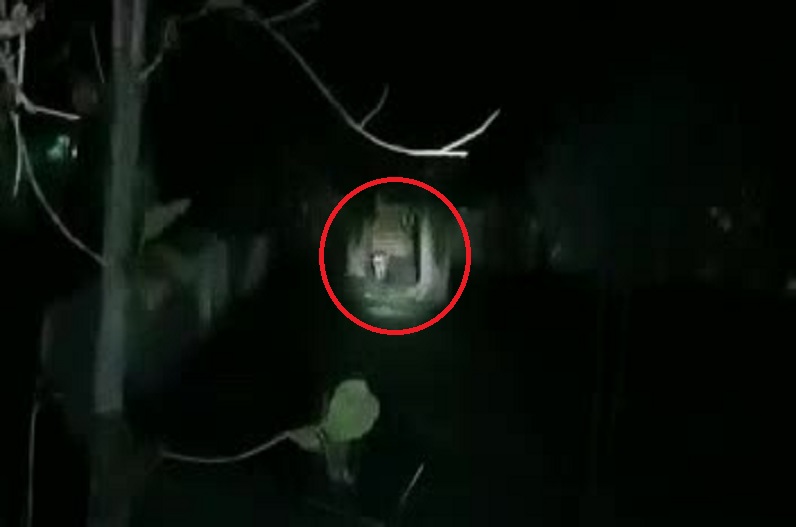 Panna News: रात के अंधेरे का फायदा उठाकर होटल में घुसा बाघ, मचा हड़कंप, वीडियो वायरल