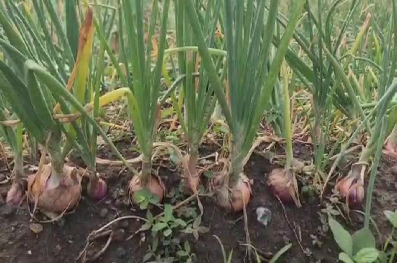Farmers demanding compensation for crops damaged by unseasonal rains