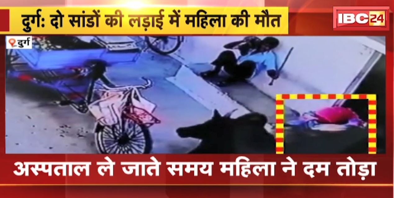 Durg में दो सांडों की लड़ाई में एक बुजुर्ग महिला की मौत | देखिए LIVE वीडियो