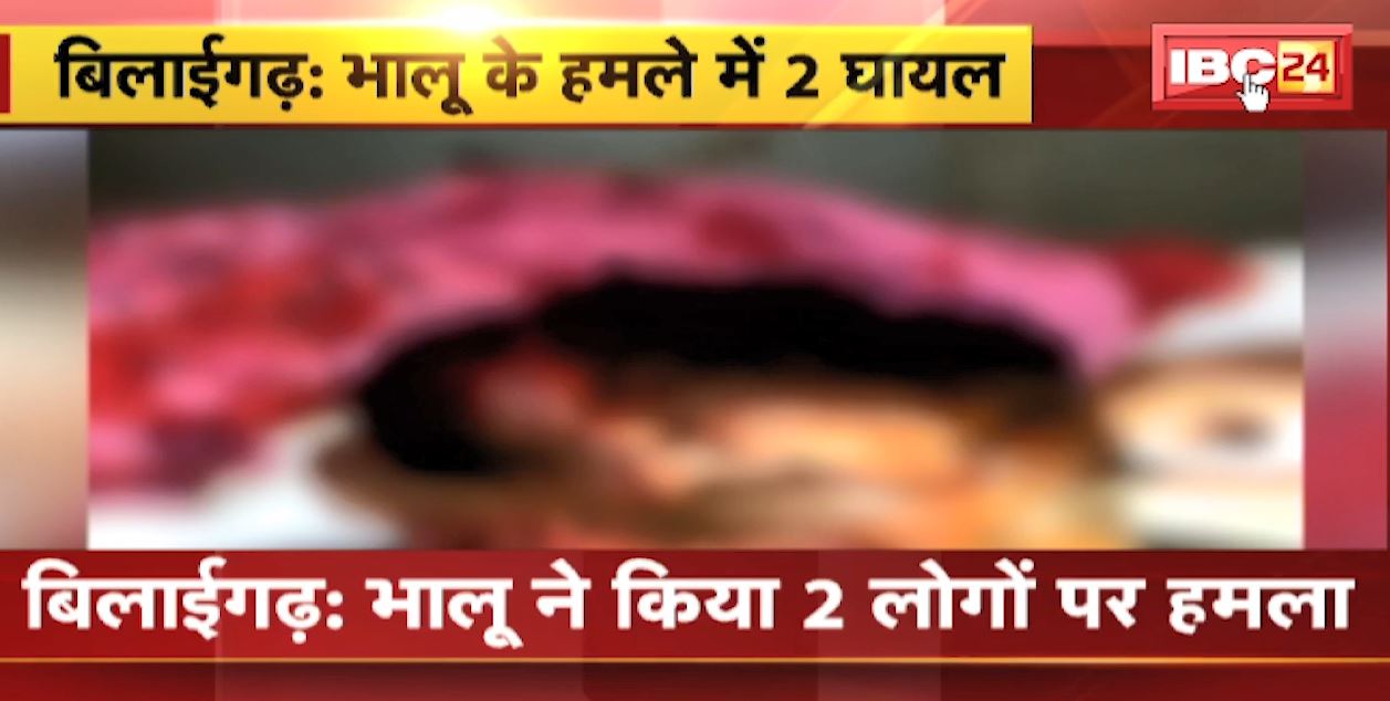 बिलाईगढ़ में भालू ने 2 लोगों पर किया हमला। भालू के हमले में महुआ बीनने गए दोनों ग्रामीण घायल।देखिए..