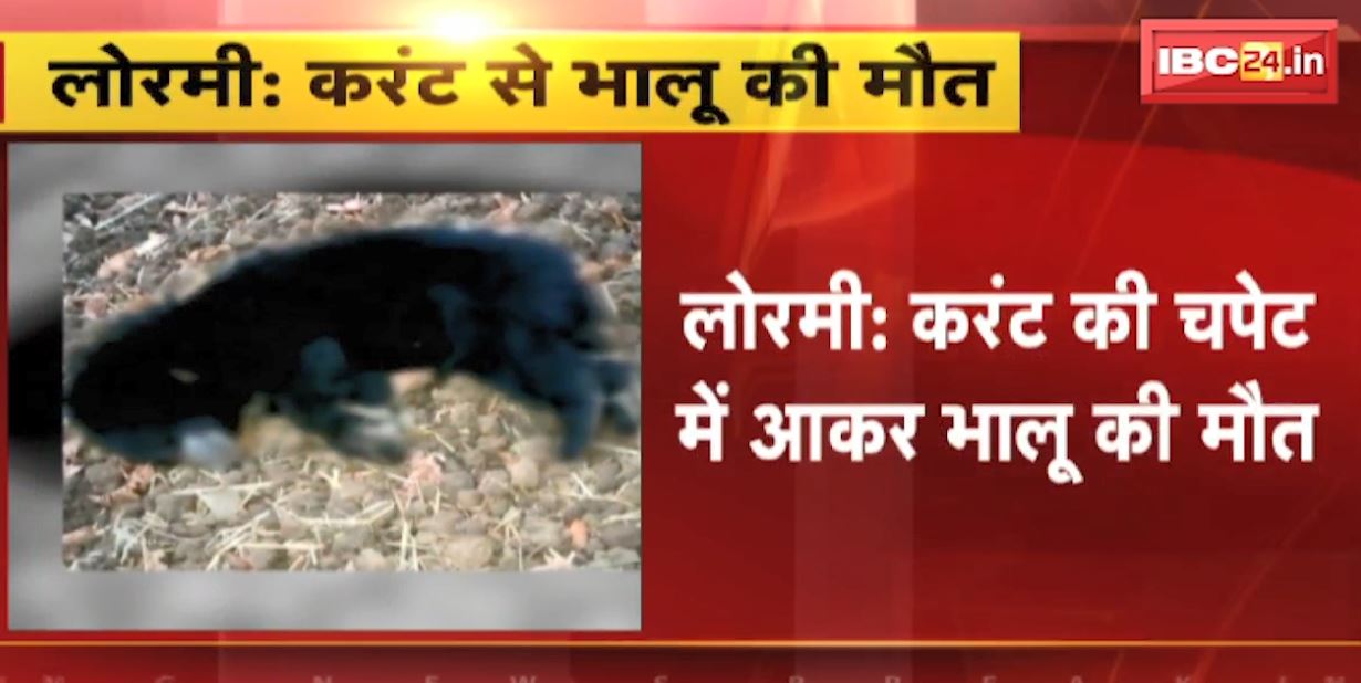 लोरमी में करंट की चपेट में आकर भालू की मौत। खुड़िया रेंज के दुल्लापुर इलाके की घटना।  देखिए..