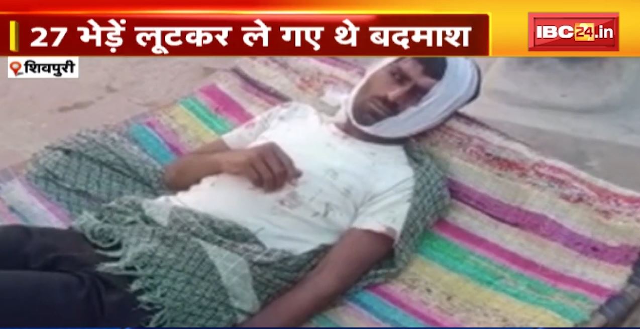 शिवपुरी में भेड़ों की लूट मामले में बड़ा खुलासा। कानपुर के गैंग ने 2 लोगों को बंधक बनाकर लूटे थे 27 भेड़। पुलिस ने किया बदमाशों को गिरफ्तार