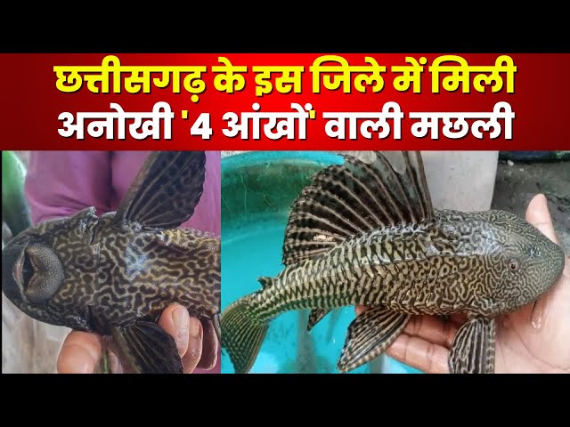 4 Eyed Fish : छत्तीसगढ़ के तालाब में मिली America में पायी जाने वाली ‘4 आंखों’ वाली मछली। देखिए…