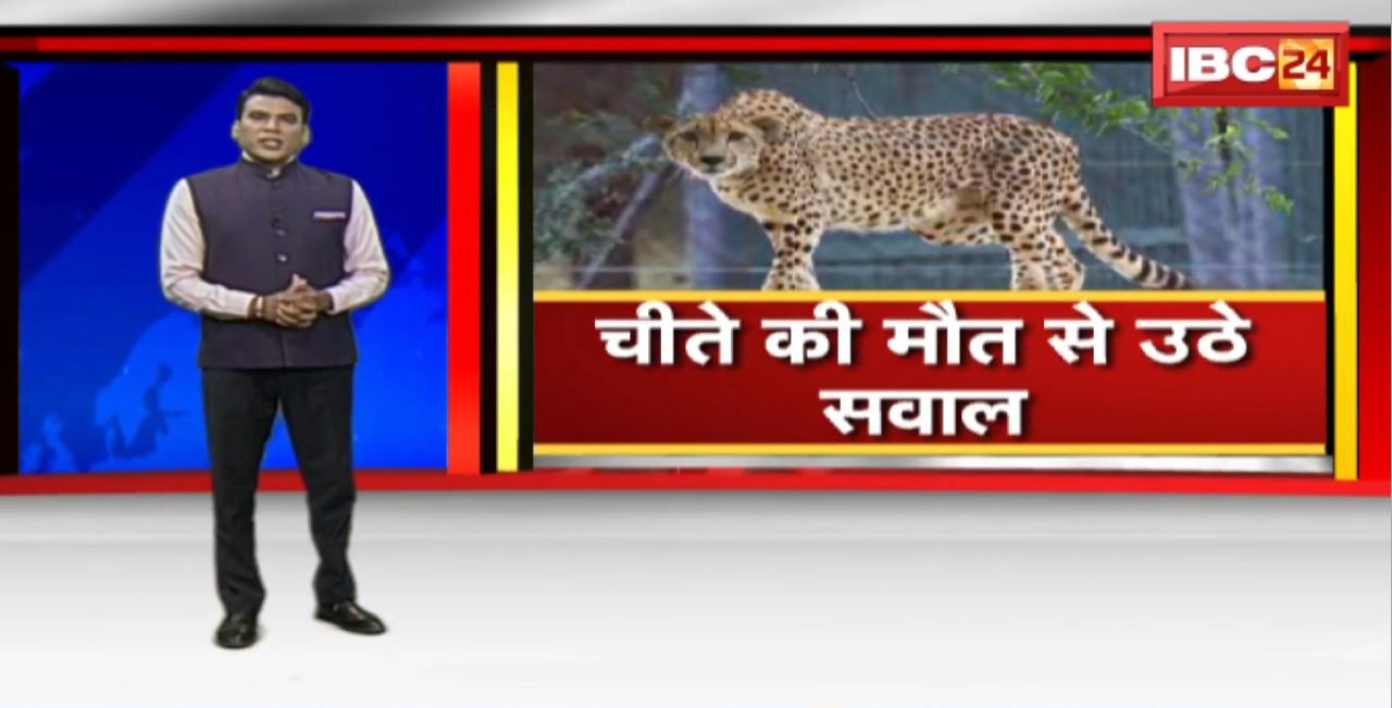 Kuno National Park : चीतों की मौत और सवाल। कूनो में चीते उदय की मौत के बाद उठे सवाल। वन विभाग का फेल मैनेजमेंट: विशेषज्ञ