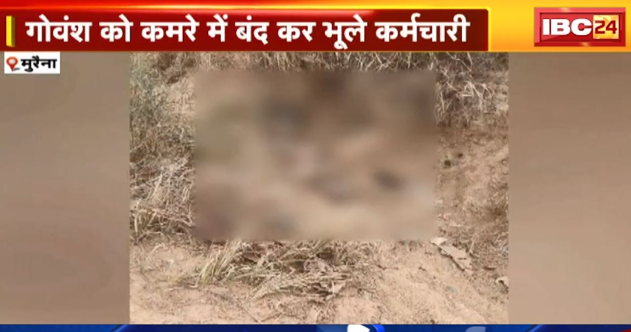 मुरैना के एक गौशाला में गोवंश की मौत। गोवंश को कमरे में बंद कर भूले कर्मचारी, गौशाला से बरामद हुए कंकाल। देखिए…