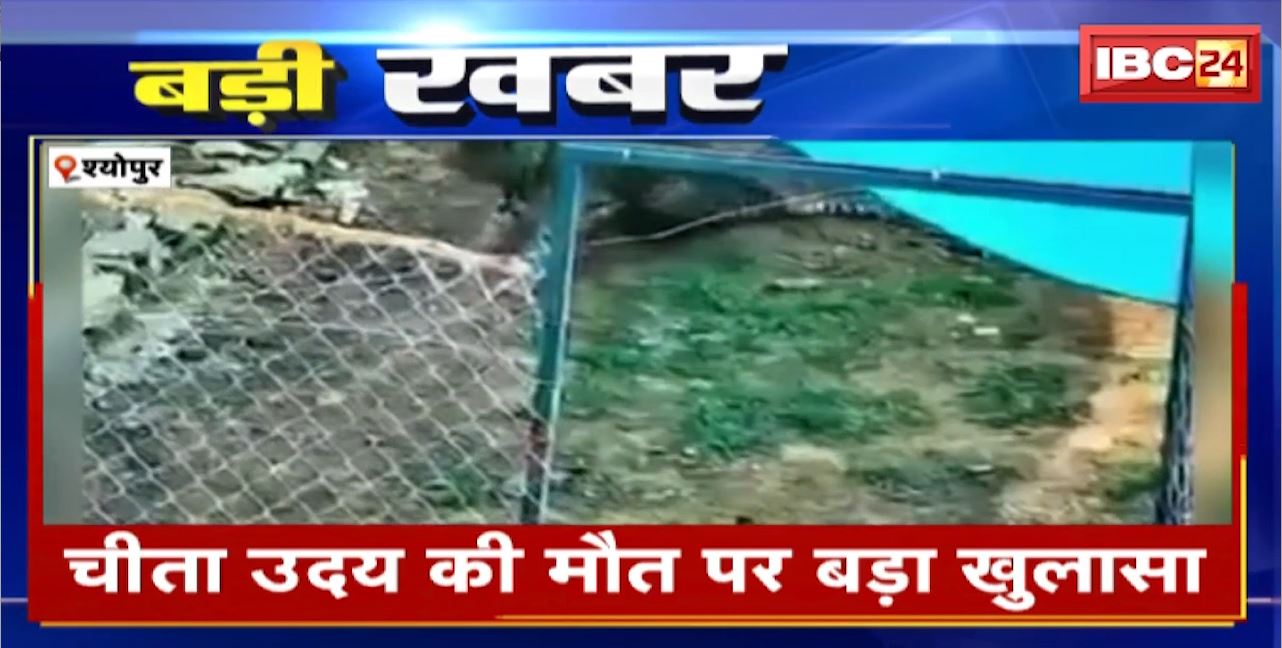 Kuno National Park : चीता उदय की मौत पर बड़ा खुलासा। कार्डियक ऑर्टरी फेल से चीता की हुई मौत