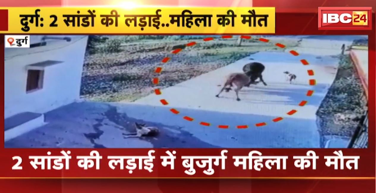 दुर्ग में 2 सांडों की लड़ाई में बुजुर्ग महिला की मौत। घटना का CCTV वीडियो आया सामने, देखिए…