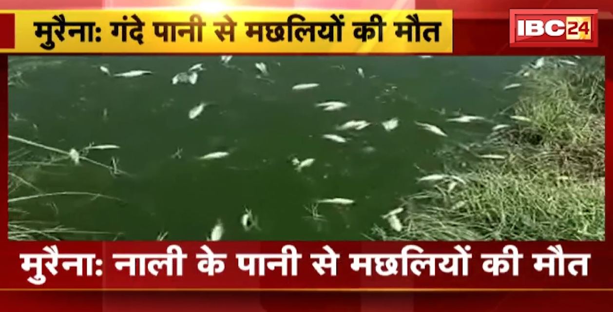 मुरैना में नाली के पानी से तालाब में मछलियों की मौत। तालाब में छोड़ा गया था नाली का गंदा पानी। देखिए…