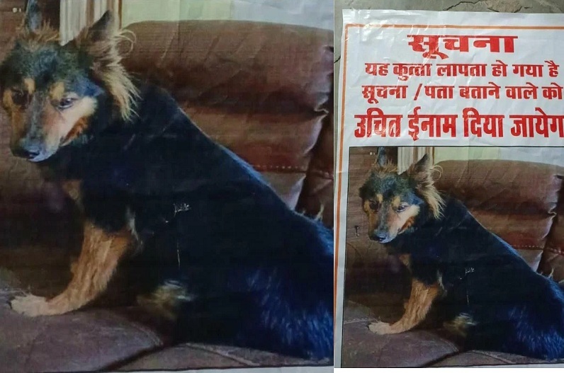 MP police in search of dog