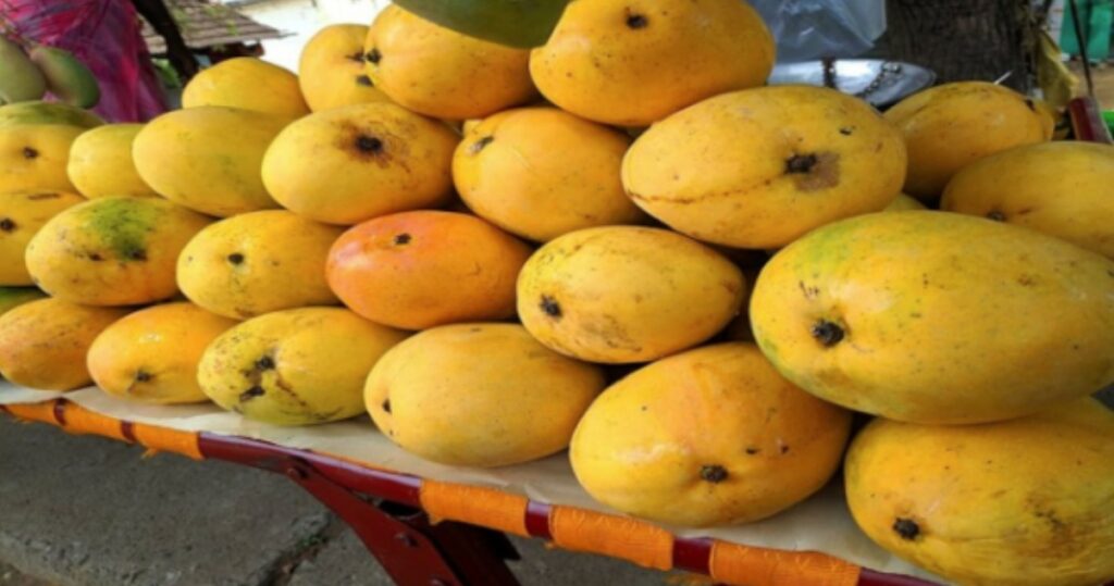 Malda Mango Price