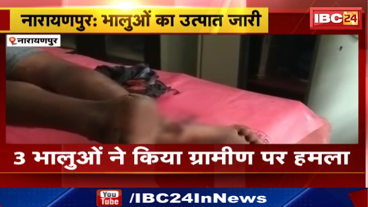 Narayanpur Bear Attack : मालिक को बचाने भालुओं से भिड़ गए कुत्ते | Video में देखिए आगे फिर क्या हुआ…