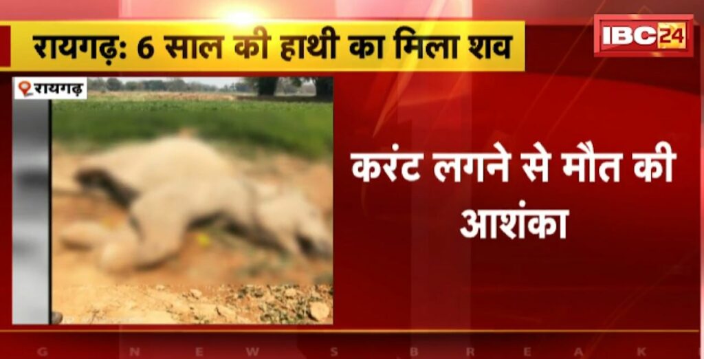 Raigarh Elephant News