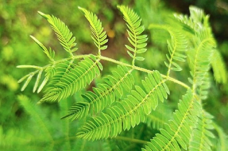 Vastu Tips: इस खास पौधे से शनिवार के दिन करें ये अचूक उपाय, धन में होगी वृद्धि और मिलेगी सुख समृद्धि