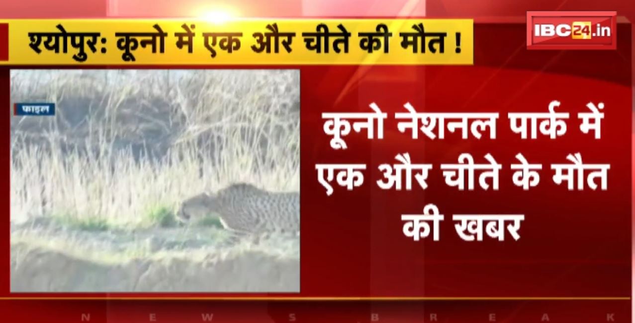 Sheopur : Kuno National Park में एक और चीते की मौत! नेशनल पार्क में अधिकारियों का जमावड़ा