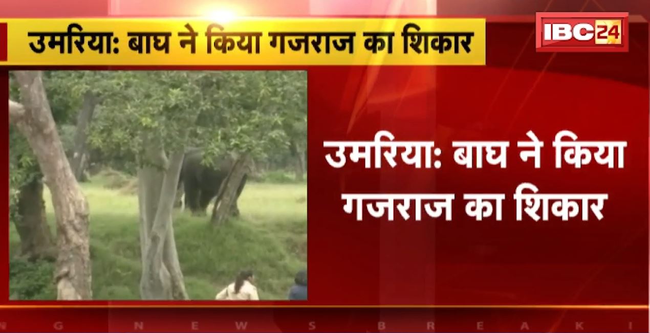 बांधवगढ़ टाइगर रिजर्व में बाघ ने किया हाथी का शिकार। गस्त करने वाले दस्ते ने दी जानकारी। देखिए…