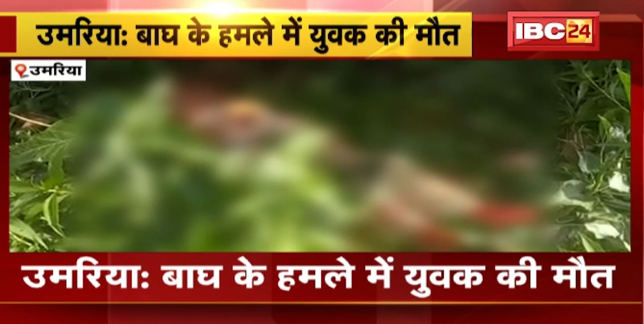 उमरिया में बाघ के हमले से  युवक की मौत। बांधवगढ़ नेशनल पार्क की घटना। मौके पर वन विभाग की टीम मौजूद