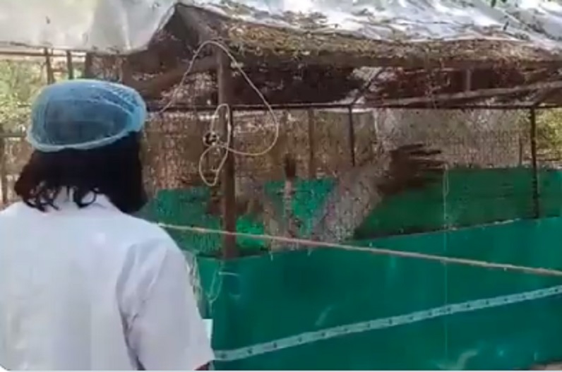 आरिफ को देख चहकने लगा पिंजरे में बंद सारस, हुआ बेचैन, वीडियो देख आप भी हो जाएंगे भावुक