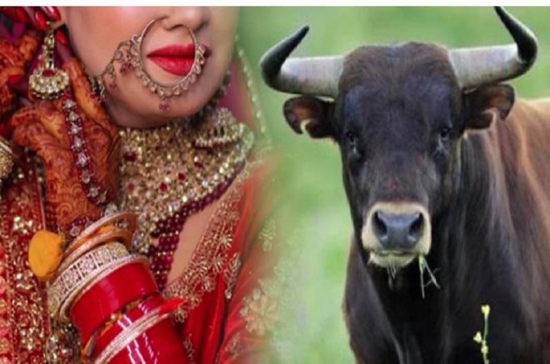 आवारा सांड पर आया महिला का दिल! बोली- पति से ज्यादा समझदार है मेरा ‘राजू’, बारात लेकर आएगा सांड!
