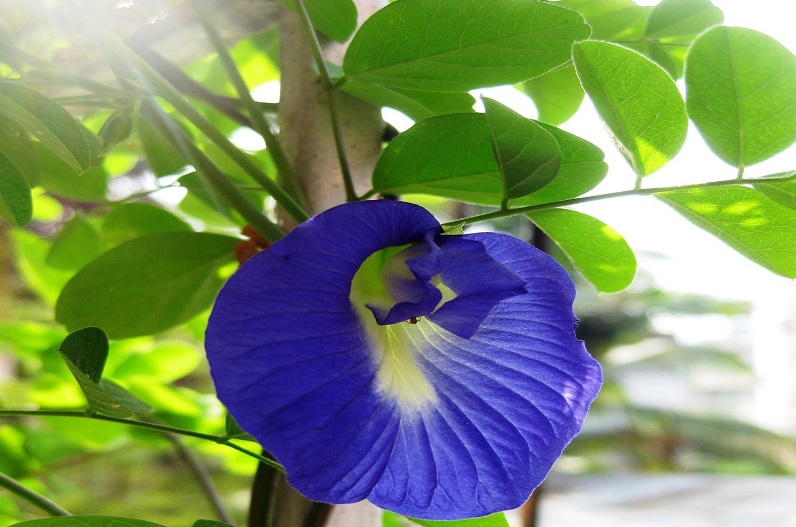 Aparajita flower helps in getting wealth
