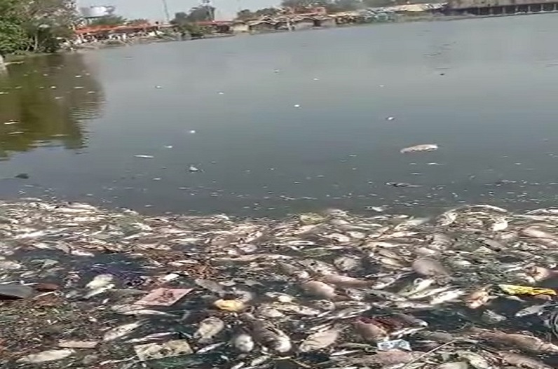 Thousands of fish died due to poisoning of water in Budhwari pond of the city