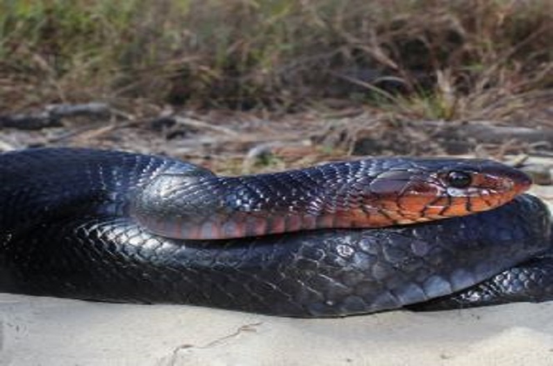 प्राइवेट पार्ट के रास्ते पेट में घुसा सांप! जांच के बाद डॉक्टर ने कही ये बात