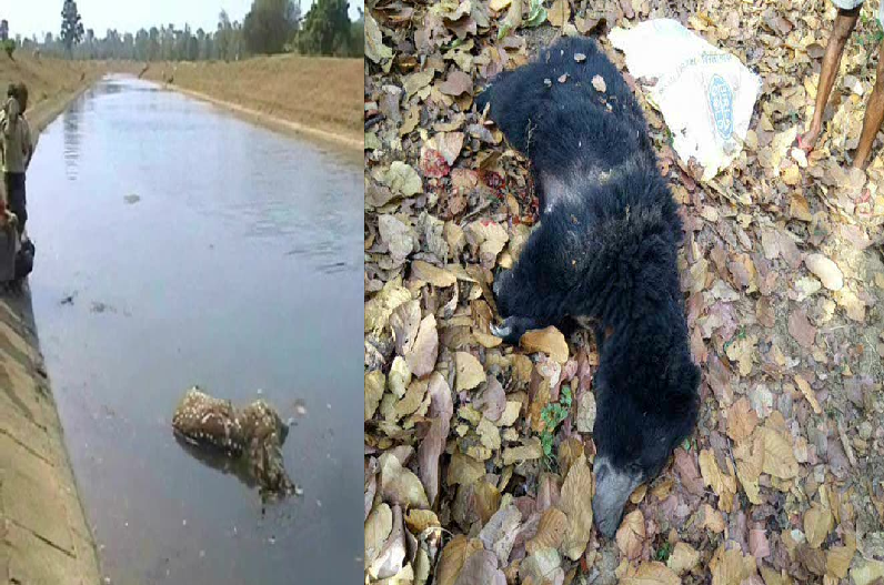 Dhamtari News: वन विभाग की बड़ी लापरवाही, जंगल छोड़ शहर में आ रहे जंगली जानवर