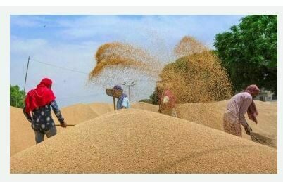 किसानों को केंद्र सरकार ने दी बड़ी राहत! यहां 80 % खराब हो चुका गेहूं भी खरीदेगी सरकार