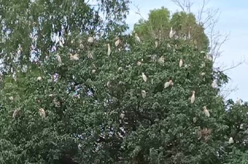 Migratory Siberian birds made the Rajpur police station premises a nest
