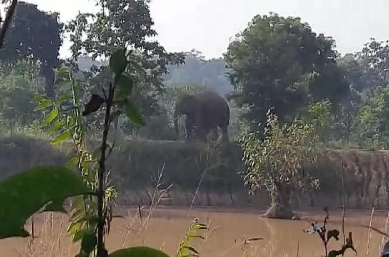 Forest department issued an alert in 7 villages after seeing the tusked elephant roaming