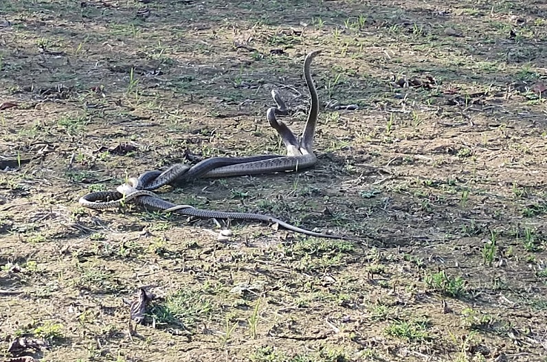 Two male snakes fight for supremacy to woo the female snake