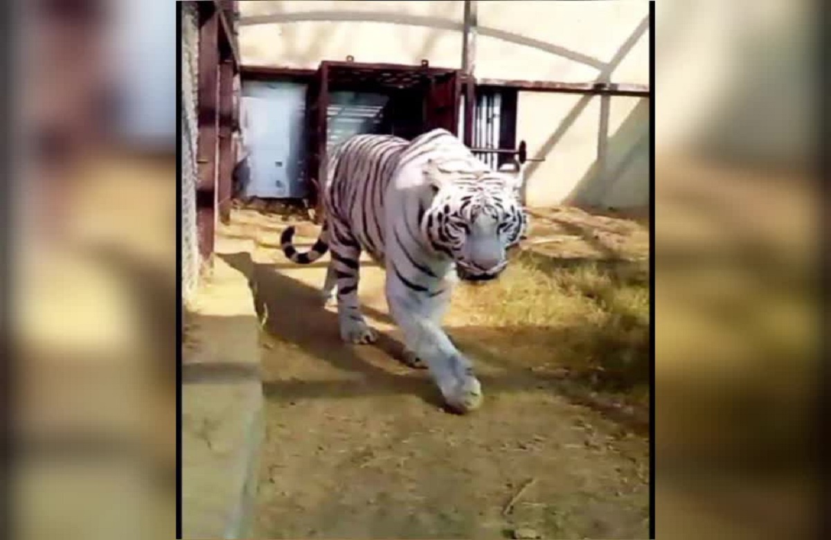 Mukundpur Tiger Safari's pride white tigress Vindhya dies