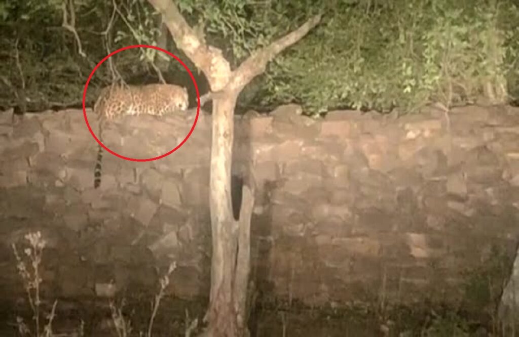 Leopard seen sitting on the boundary of Atalsagar dam looking for prey
