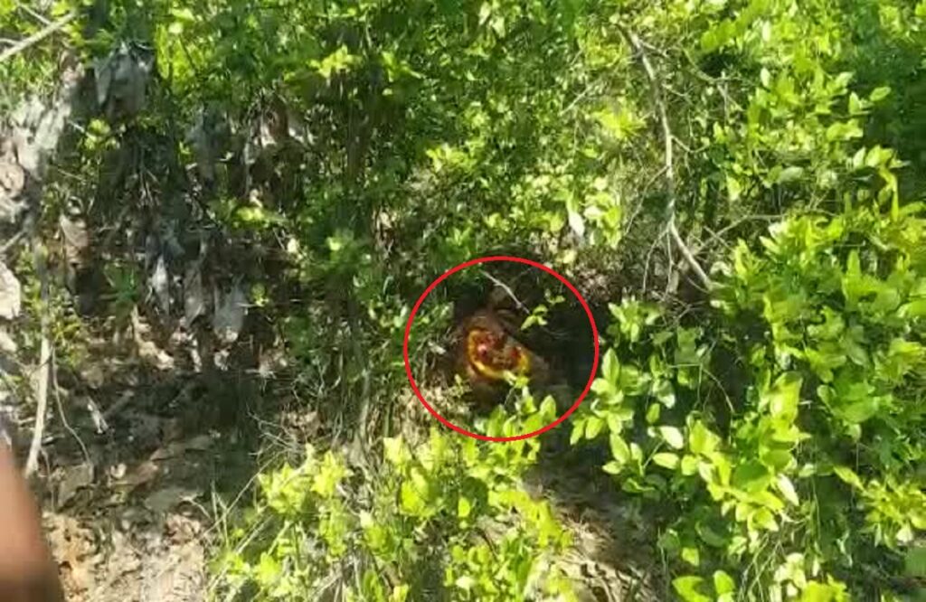 Woman beheaded by a predatory wild animal