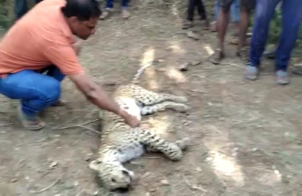 Leopard attacked a young man going for defecation, angry villagers killed leopard
