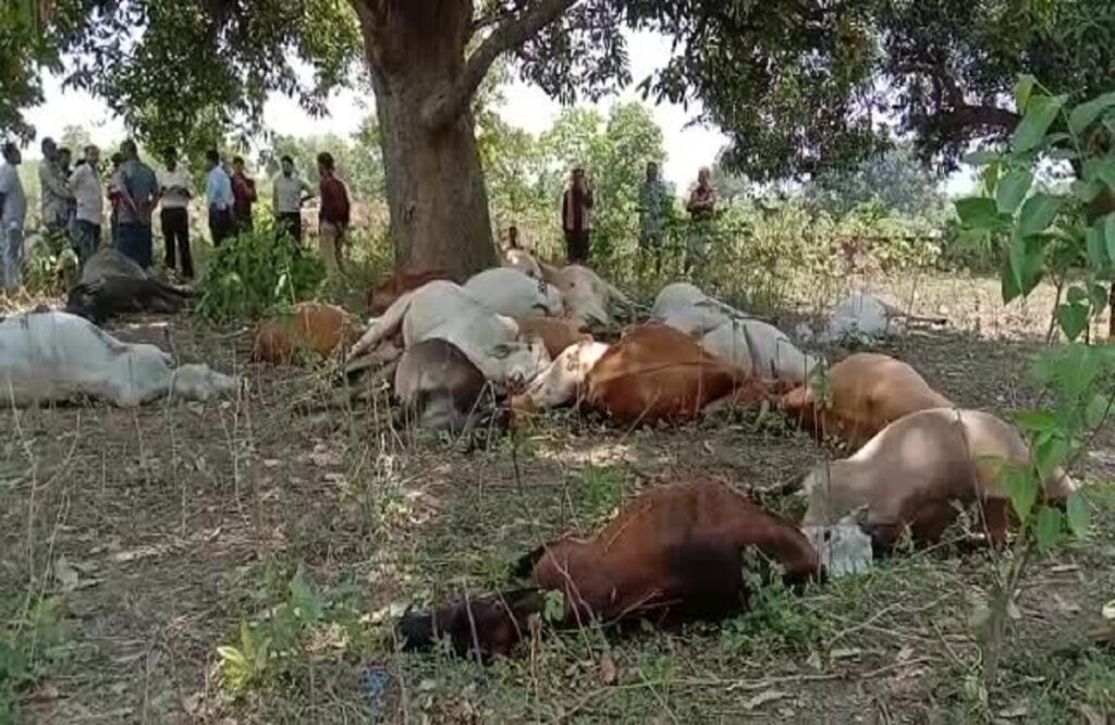 23 cattle standing under the tree died due to lightning