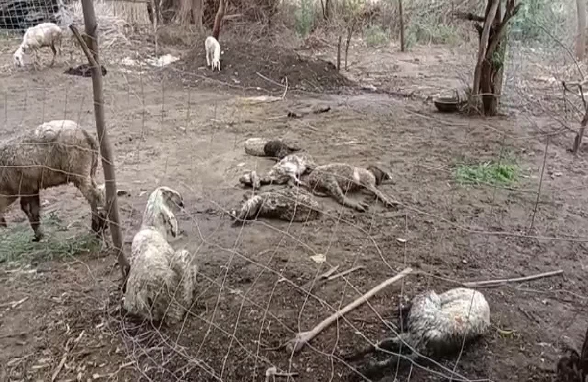 Morena news: जंगली जानवरों के आतंक से खौफ में ग्रामीण, एक ही दिन में लगभग तीन दर्जन बकरियों का शिकार