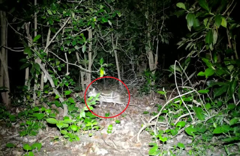 Mouse deer captured in trap camera in Kanger Ghati National Park
