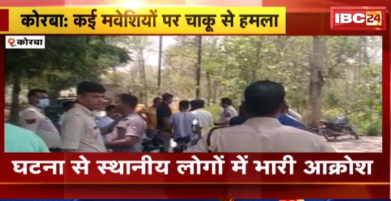 कोरबा में युवक ने कई मवेशियों पर चाकू से किया हमला। घटना से स्थानीय लोगों में भारी आक्रोश। देखिए..