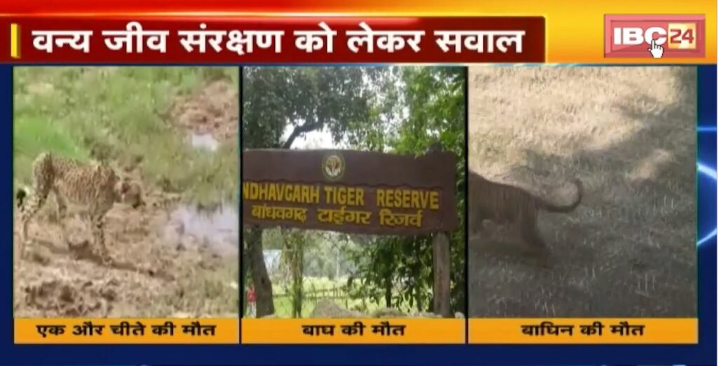 Dead body of tiger cub found in Seoni