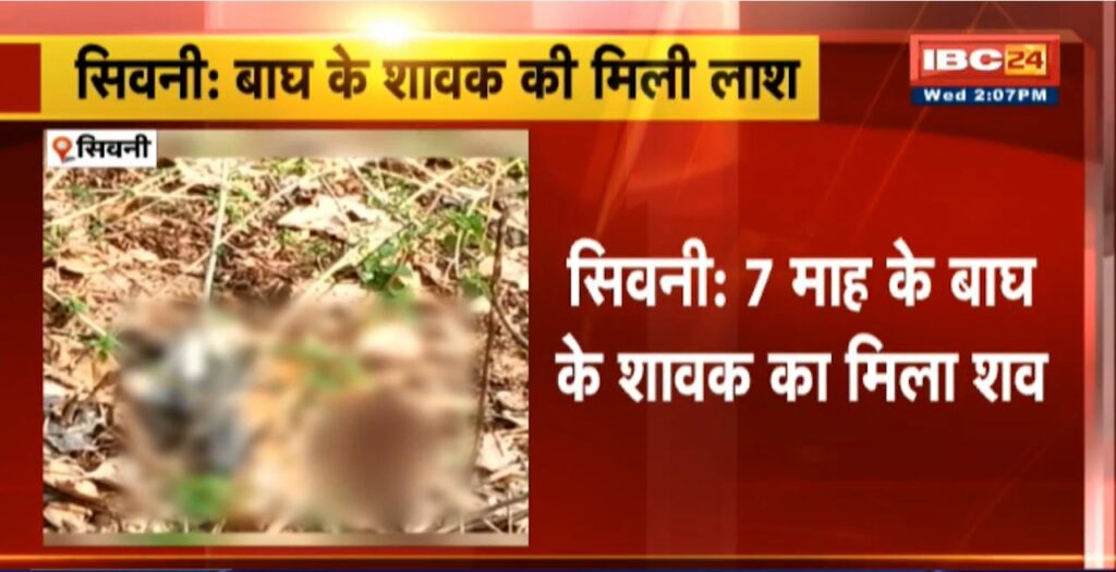 Dead body of tiger cub found in Seoni