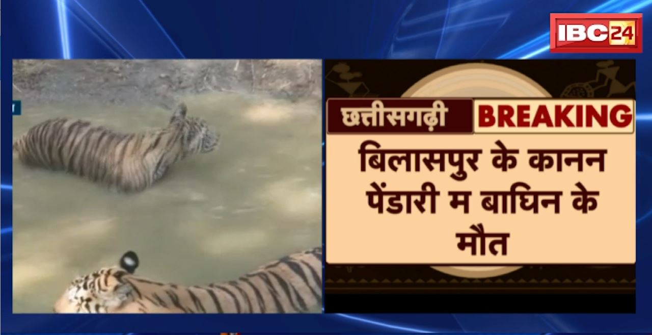 बिलासपुर के कानन पेंडारी म बाघिन के मौत। सालभर पहिली होय रहिस बाघिन रश्मि के जनम। रश्मि के किडनी म होय रहिस इन्फेक्शन