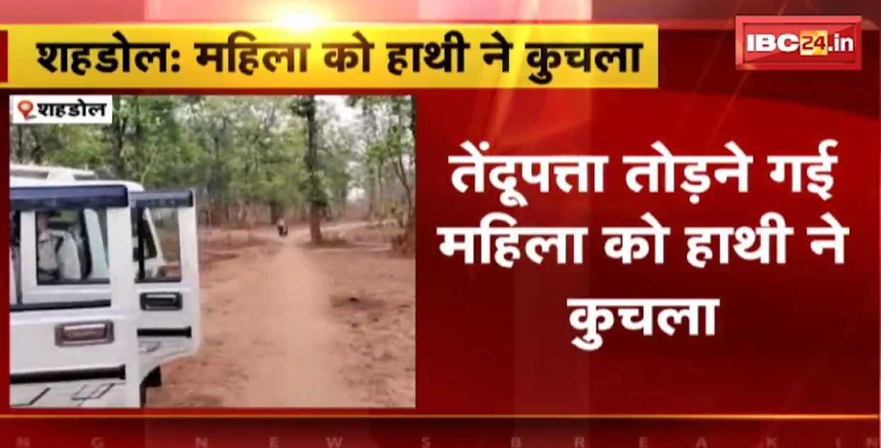 जंगल में तेंदूपत्ता तोड़ने गई महिला को हाथी ने कुचला। हाथी के हमले से महिला गंभीर रुप से घायल। देखिए…
